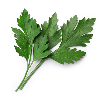 Sprigs of fresh parsley isolated on white, top viewの写真素材