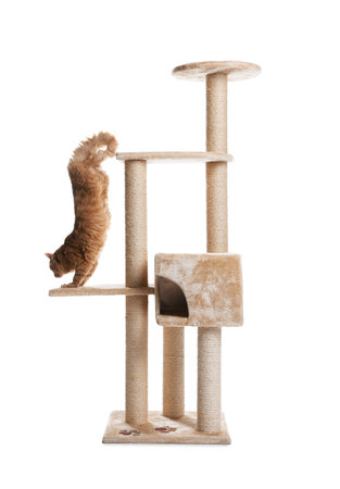 Cute cat on pet tree against white background