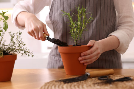 Woman planting herbs at table in kitchen, closeupの写真素材