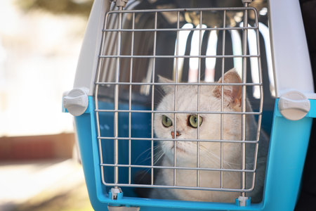 Cute cat in pet carrier outdoors, closeupの写真素材