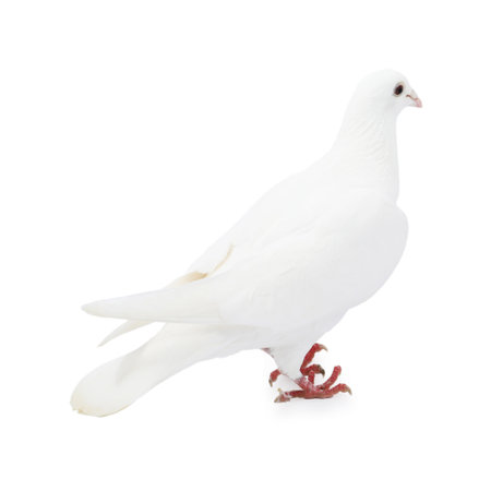 One dove isolated on white. Graceful birdの写真素材