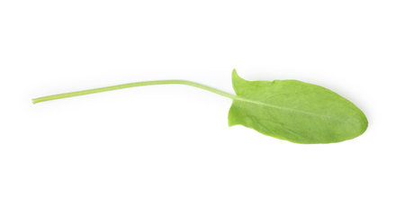 One fresh green sorrel leaf isolated on white, top viewの写真素材