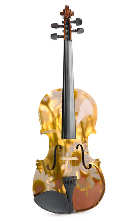 Violin on white background. Double exposure of chamomiles and musical instrumentの写真素材