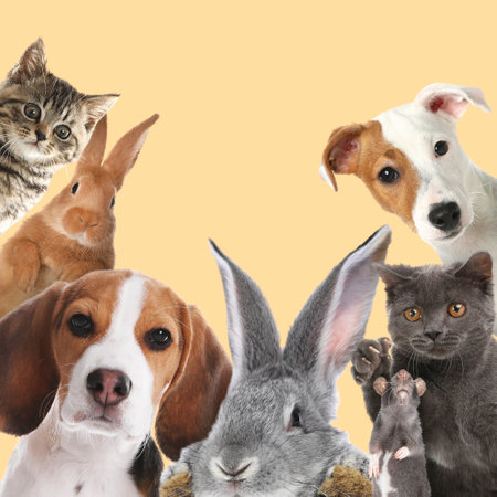 Rabbits and other animals looking at camera on pastel orange backgroundの写真素材