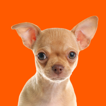 Cute Chihuahua puppy on orange background. Dog portraitの写真素材
