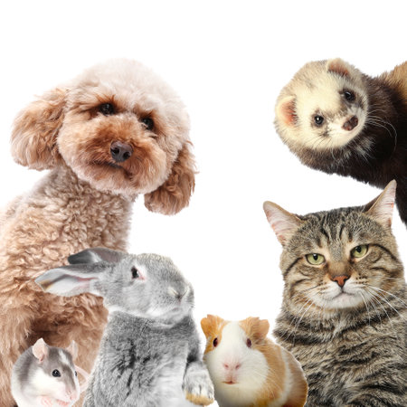 Rabbit and other animals looking at camera on white backgroundの写真素材