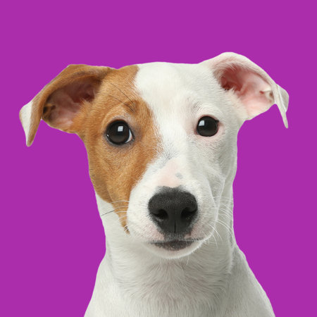 Cute Jack Russell Terrier on purple background. Dog portraitの写真素材