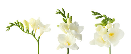 Freesia branches with fragrant flowers on white background, setの写真素材