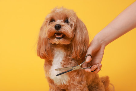 Woman cutting dog's hair with scissors on orange background, closeup.の写真素材