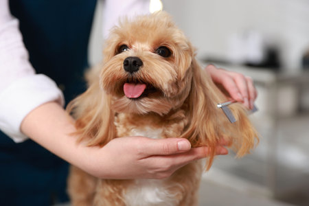 Woman brushing dog's hair with comb indoors, closeup. Pet groomingの写真素材