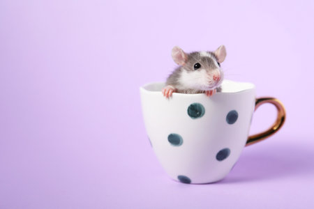 Adorable little rat peeking out of cup on violet background, closeup. Space for textの写真素材