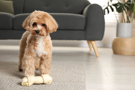 Cute dog with chew bone on floor at home, space for textの写真素材
