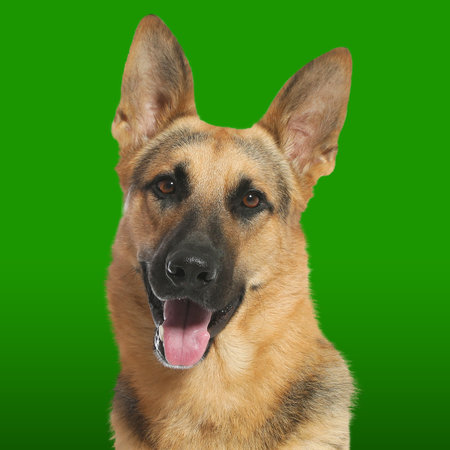 Portrait of cute German shepherd dog on green gradient backgroundの写真素材