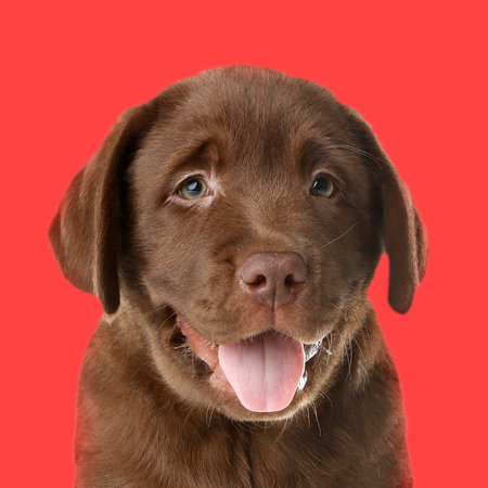 Chocolate Labrador Retriever puppy on red background. Dog portraitの写真素材