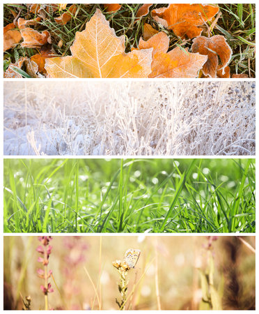 Four seasons of year. Collage with pictures of nature in winter, summer, fall and springの写真素材