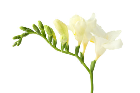 Freesia branch with fragrant flowers on white backgroundの写真素材