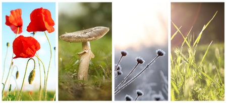 Four seasons of year. Collage with pictures of nature in winter, summer, fall and springの写真素材