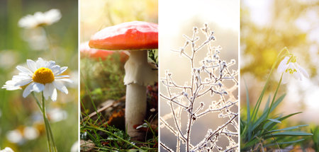 Four seasons of year. Collage with pictures of nature in winter, summer, fall and springの写真素材