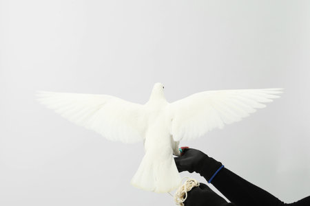 Woman with beautiful dove on white background, closeupの写真素材