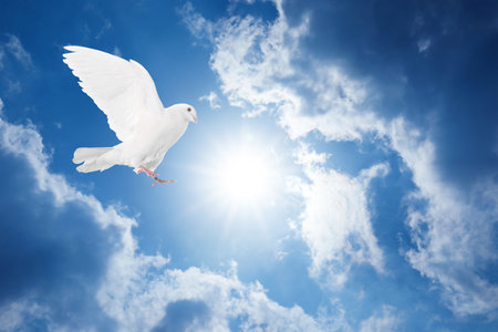 Beautiful white dove flying in sky under sunlightの写真素材