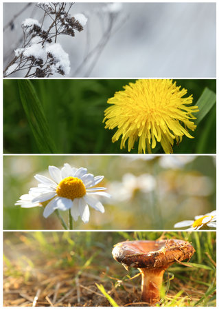 Four seasons of year. Collage with pictures of nature in winter, summer, fall and springの写真素材