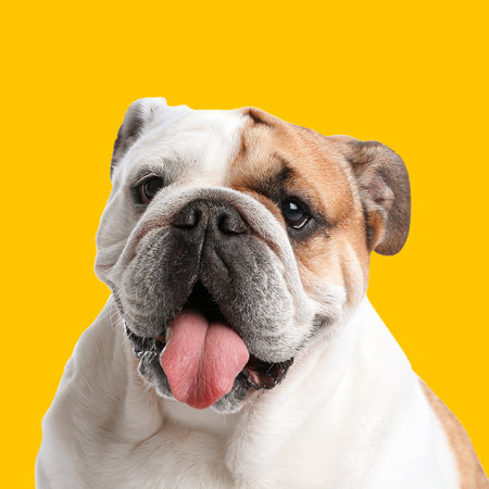 Funny bulldog on orange background. Dog portraitの写真素材