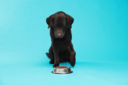 Cute dog near bowl of dry pet food on light blue backgroundの写真素材