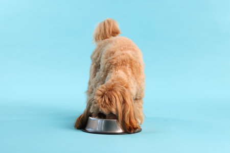 Cute dog eating pet food from feeding bowl on light blue backgroundの写真素材