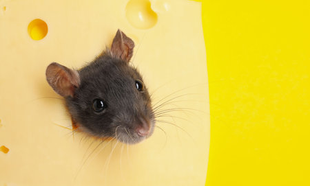 Cute rat looking through hole in cheeseの写真素材