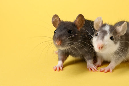 Cute rats on yellow background, closeup. Space for textの写真素材