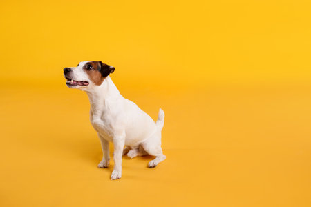 Cute Jack Russell Terrier dog sitting on yellow background. Space for textの写真素材