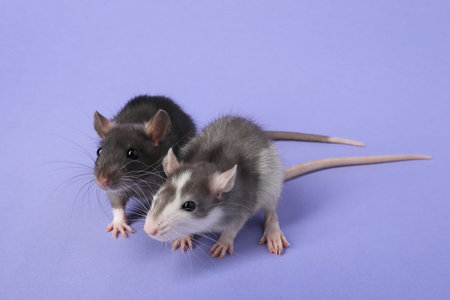 Cute rats on violet background. Little petsの写真素材