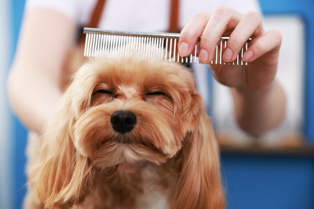 Woman brushing cute dog with comb indoors, closeup. Pet groomingの写真素材
