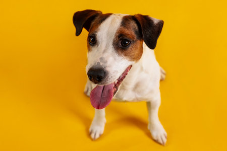 Cute Jack Russell Terrier dog on yellow backgroundの写真素材