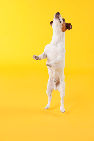 Cute Jack Russell Terrier dog on yellow backgroundの写真素材
