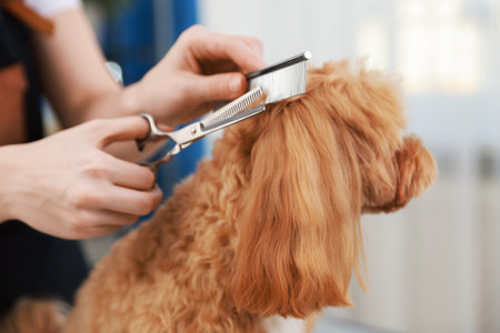 Woman cutting dog's hair with scissors indoors, closeup. Pet groomingの写真素材