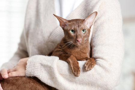 Woman with cute Oriental Shorthair cat at home, closeup. Adorable petの写真素材