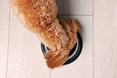 Cute dog eating pet food from feeding bowl on floor, top viewの写真素材