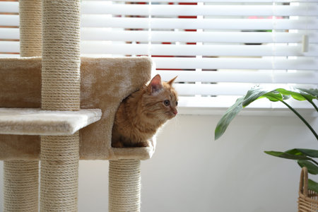 Cute cat hiding in house on pet tree at home