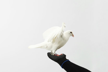 Woman with beautiful dove on white background, closeupの写真素材