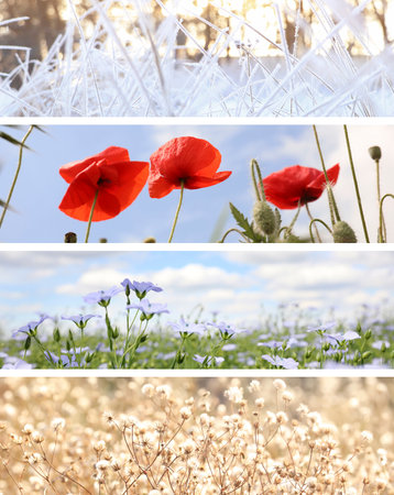 Four seasons of year. Collage with pictures of nature in winter, summer, fall and springの写真素材