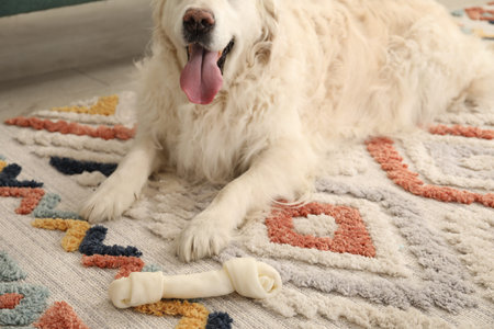 Cute dog with chew bone on floor at home, closeup