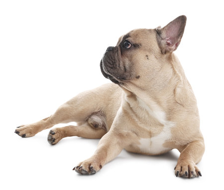 Adorable French bulldog dog lying on white backgroundの写真素材