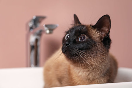 Adorable Thai cat in sink near pink wall, closeup