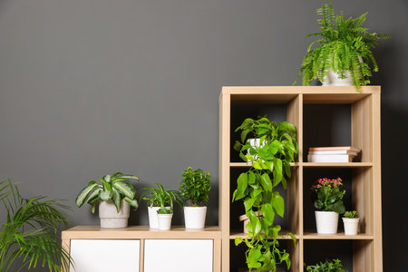 Many beautiful houseplants on shelving unit near grey wall. Space for textの写真素材