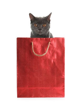 Cute cat peeking out of red shopping bag on white backgroundの写真素材
