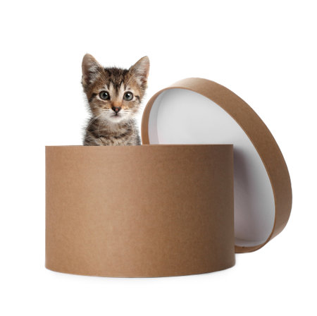 Cute cat peeking out of gift box on white backgroundの写真素材