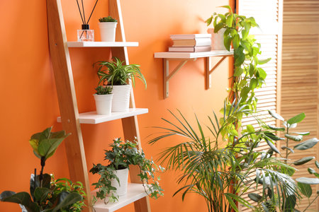 Different beautiful houseplants near orange wall indoorsの写真素材