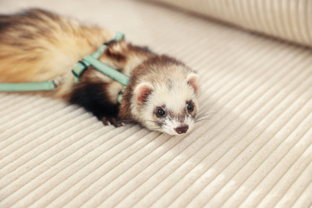 Cute ferret lying on sofa. Domestic petの写真素材