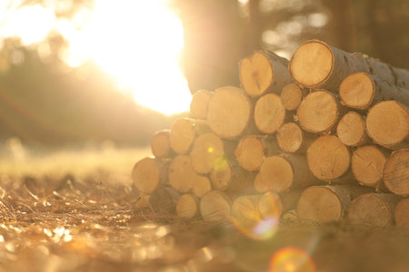 Stack of cut firewood in forest on sunny dayの写真素材